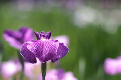花菖蒲_1