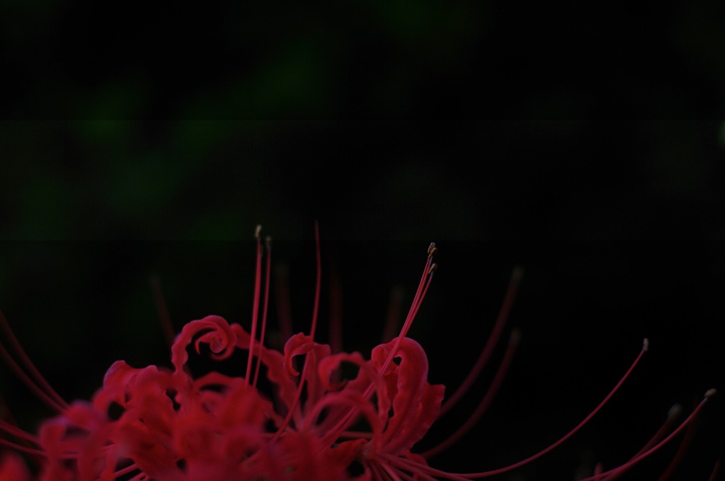 彼岸花_9