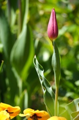 チューリップ_4