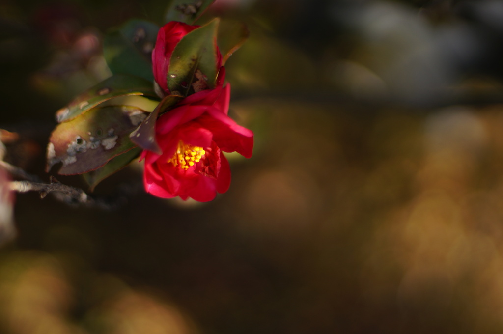 山茶花_9