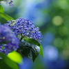 紫陽花_23