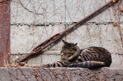 cat_232　う〜ん