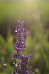 P_Blue salvia_1