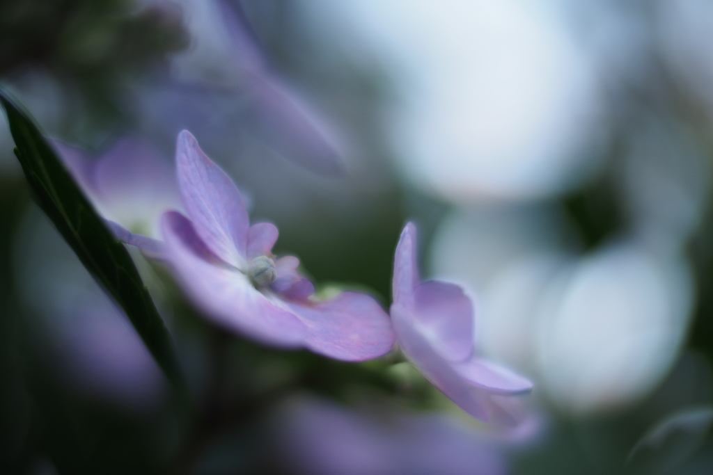 紫陽花_9