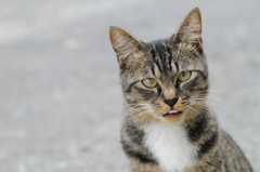 cat_390　ペ…