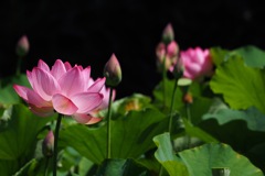 蓮_1