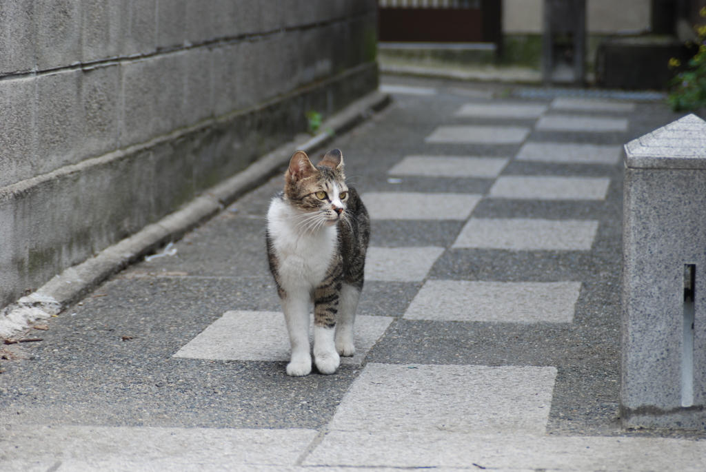 cat_280　路地裏にて