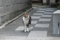 cat_280　路地裏にて