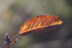 木の葉