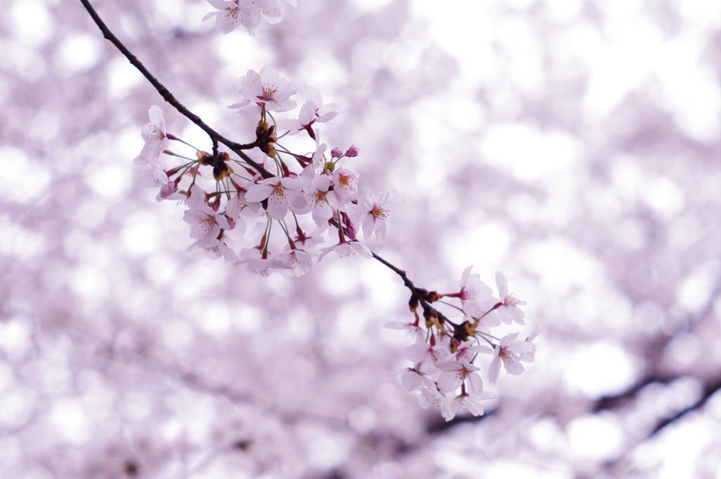 桜_4