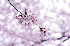 桜_4