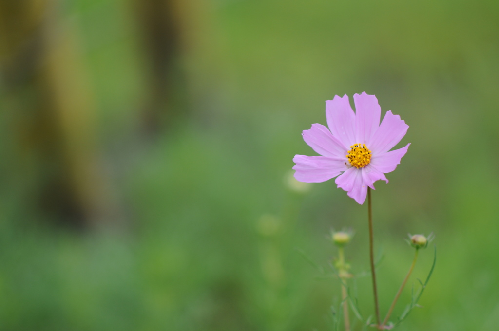 秋桜