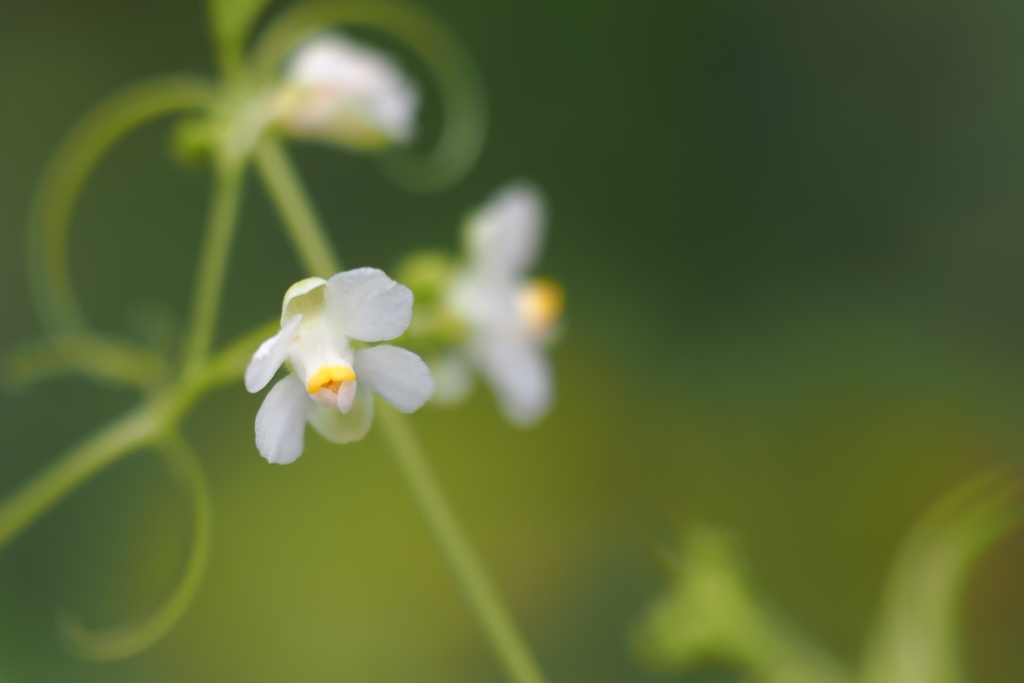 フウセンカズラの花