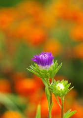 花_紫