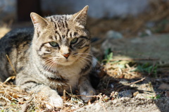 cat_240　カメラ慣れしてきたにゃ