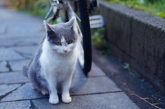 cat_459　あのニャ…