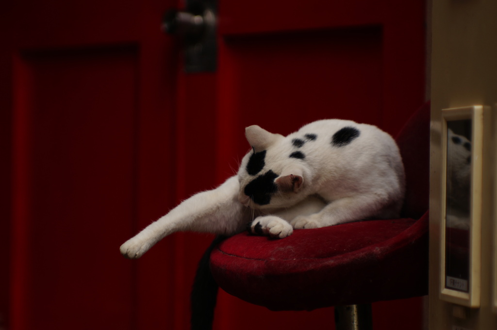 cat_405　美脚のお手入れ