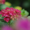 紫陽花_4　赤く染まる