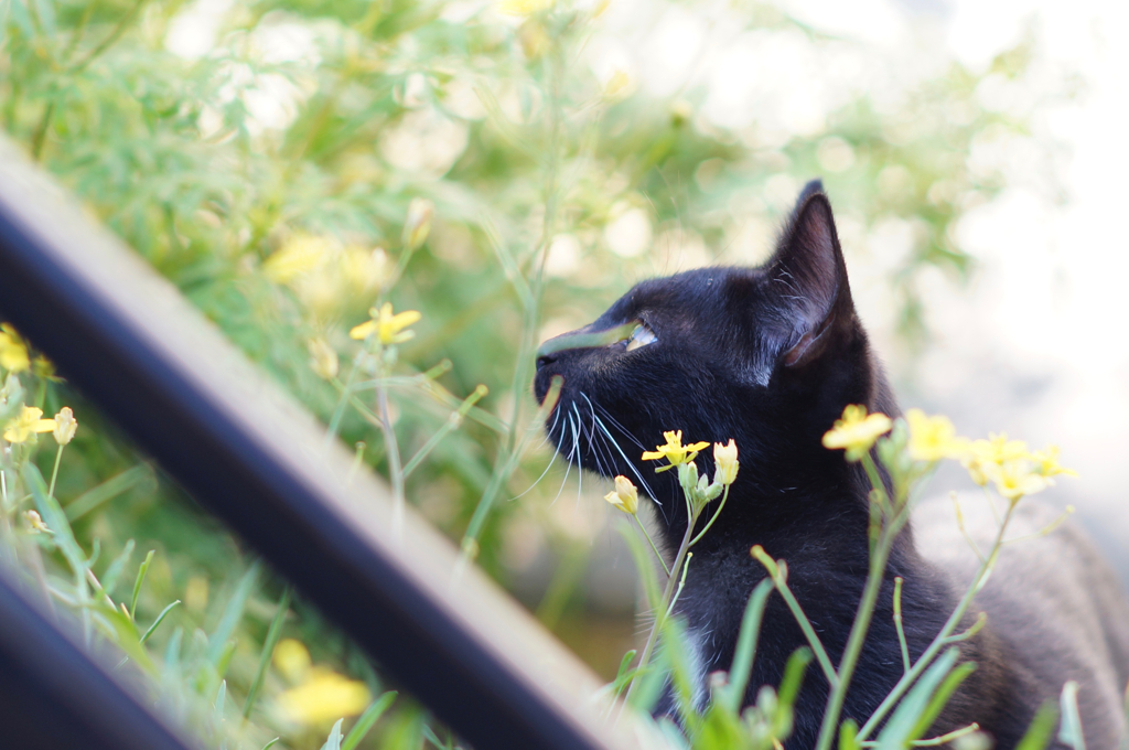 cat_389　初めて見る秋桜は黄色だった