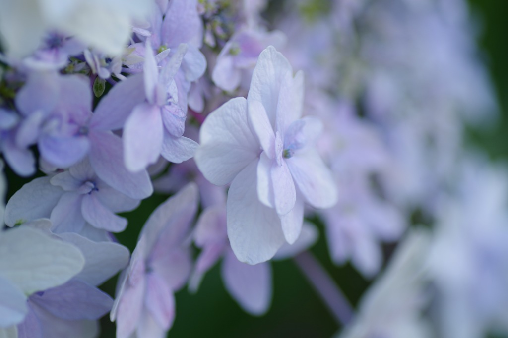 9月の紫陽花_2