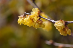 Wintersweet