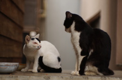 cat_398　そばにいたいにゃ