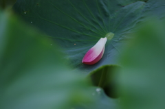 蓮_15　ヒトヒラ