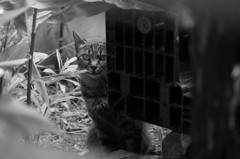 cat_63  覗き合い