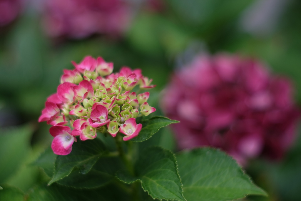 紫陽花_30