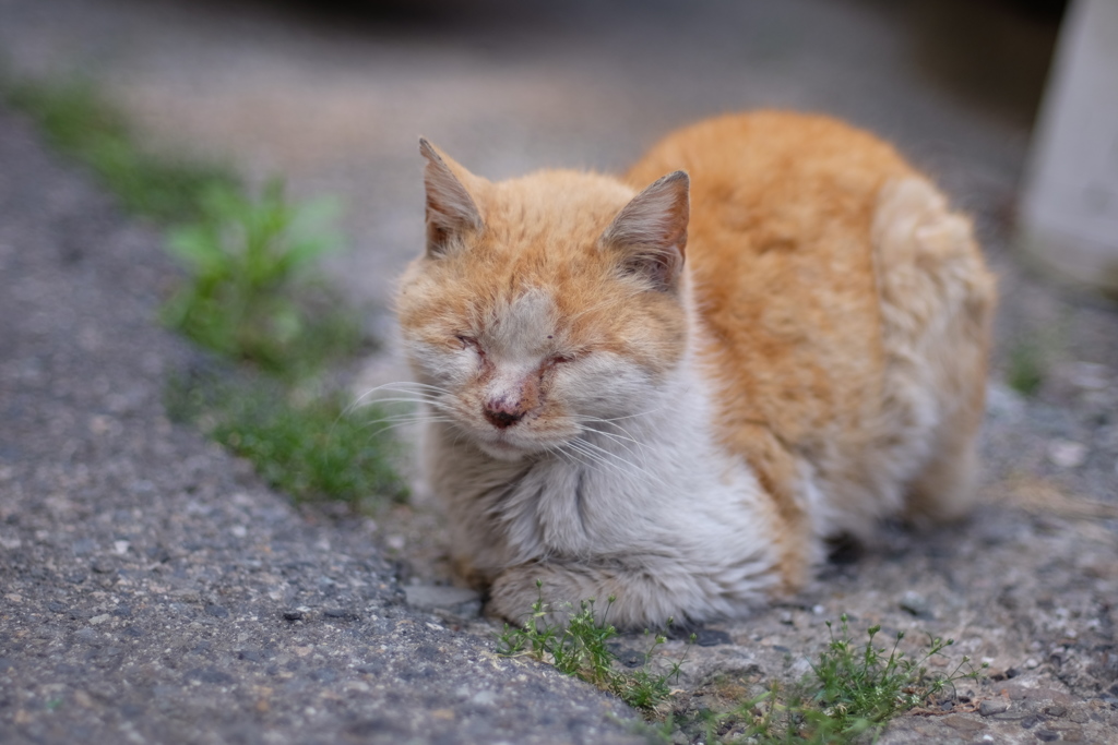 cat_290