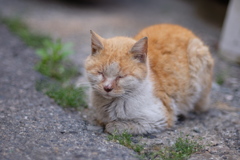 cat_290