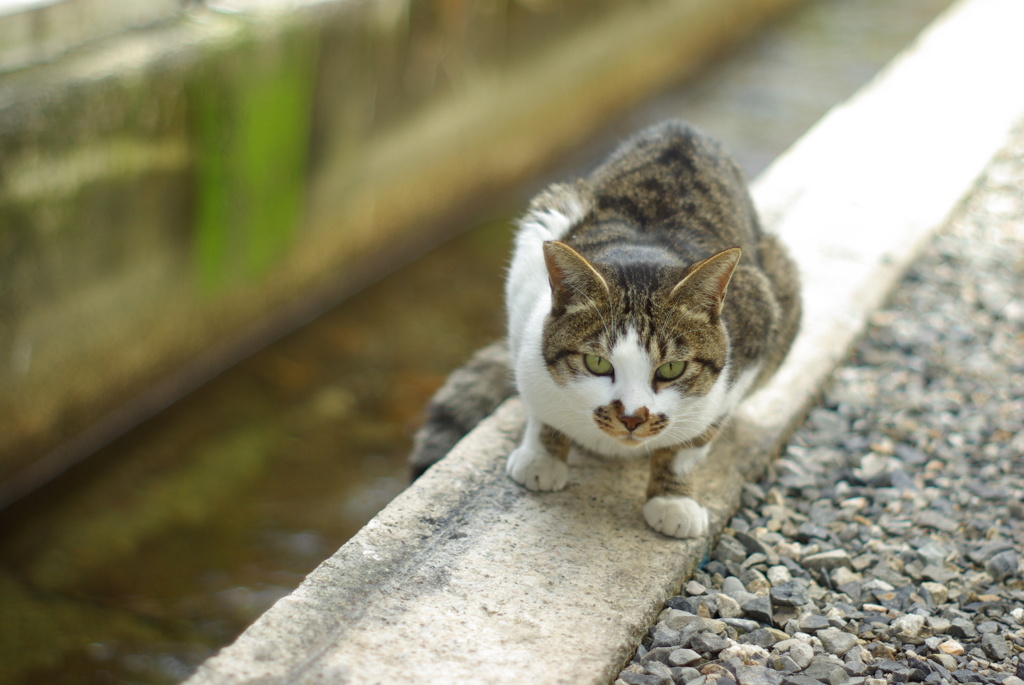 cat_570　近過ぎたにゃ(汗)