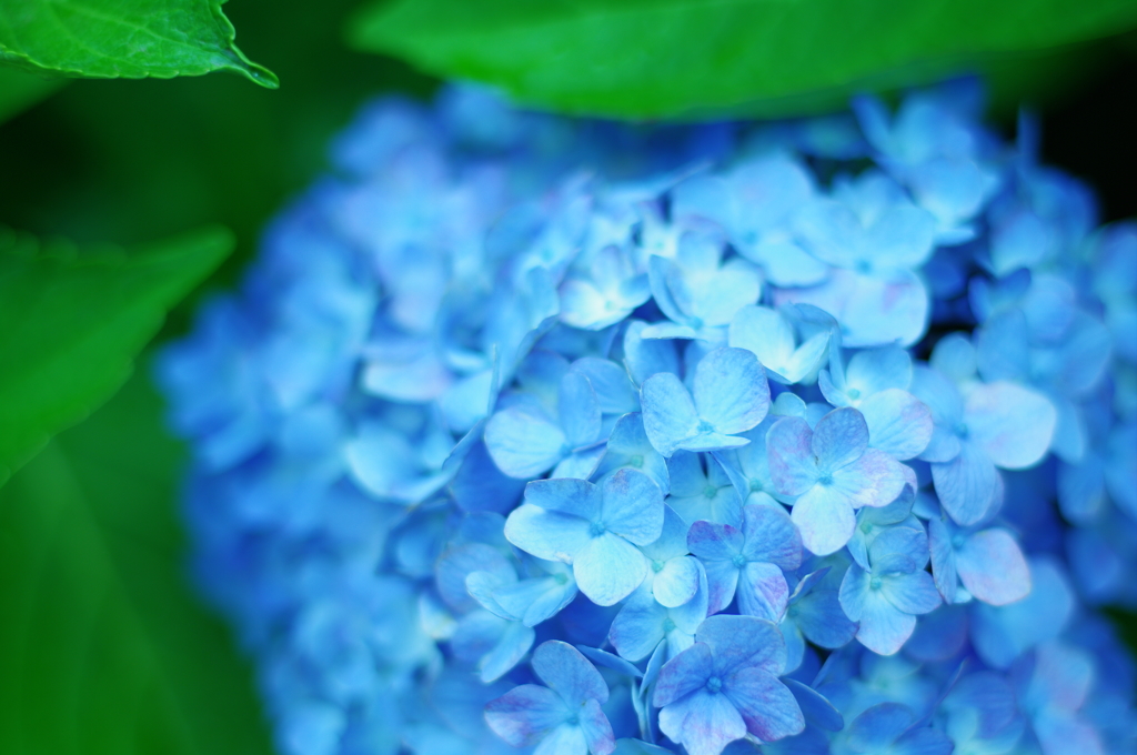 紫陽花_22