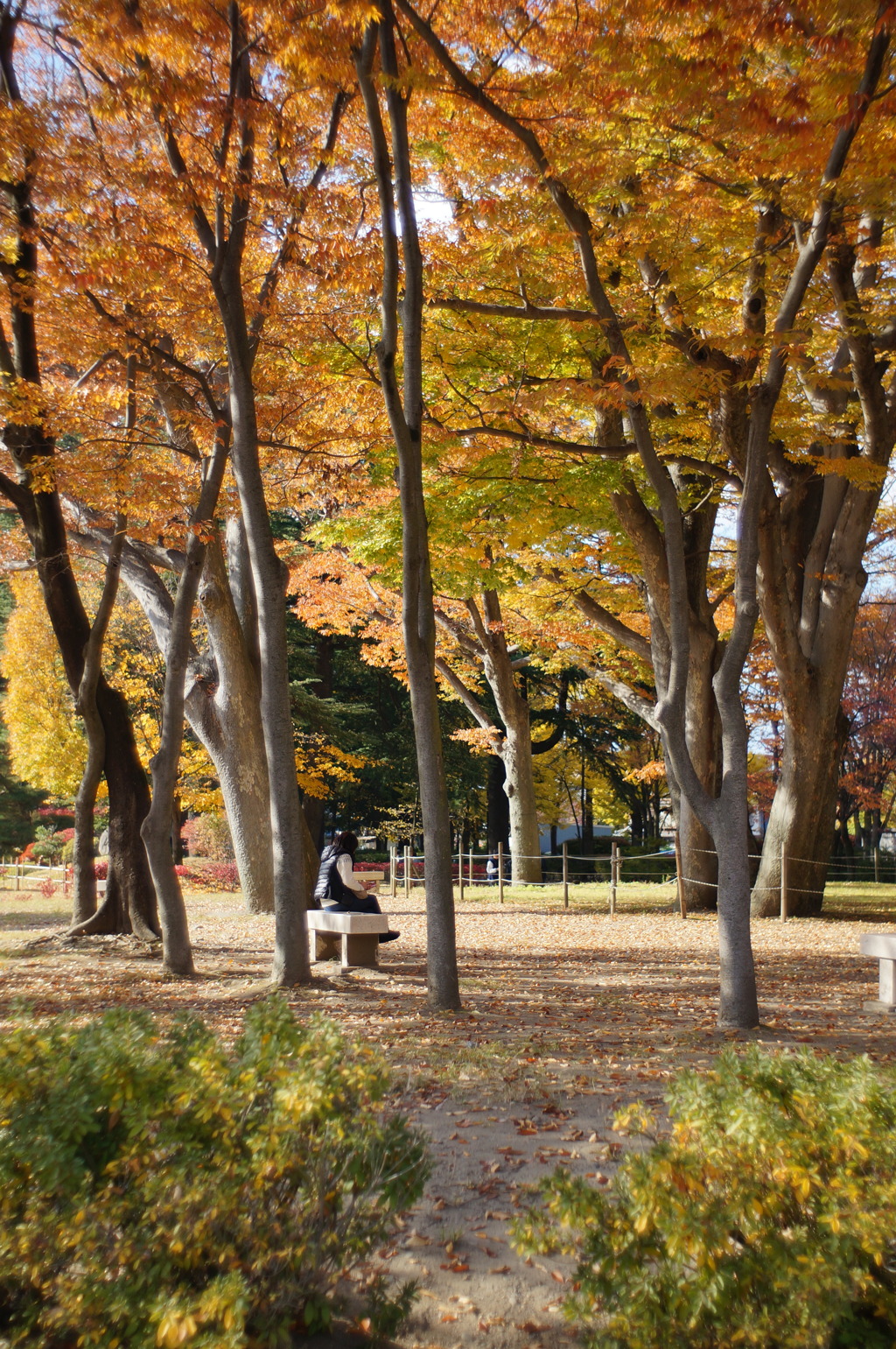 秋の公園_2