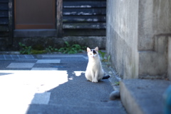 cat_256　ちょこんと