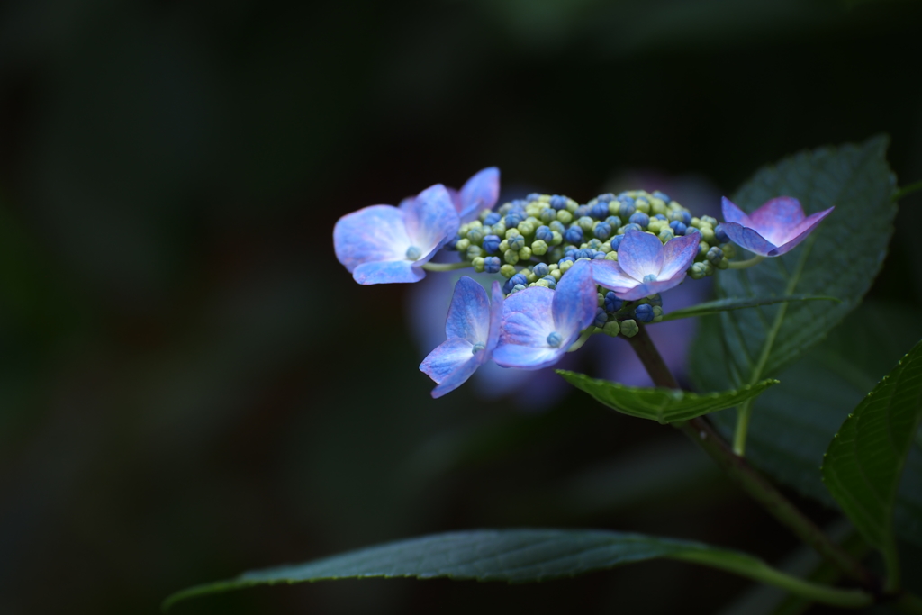紫陽花_26