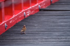 埋の橋（うずみのはし）と雀