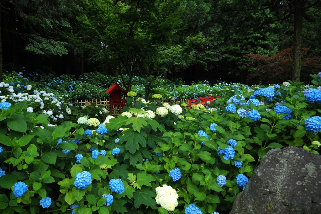 あじさい寺_2