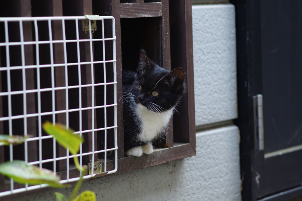 cat_122  右方向確認中
