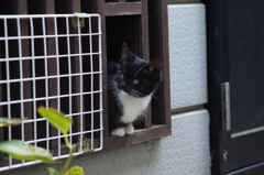 cat_122  右方向確認中