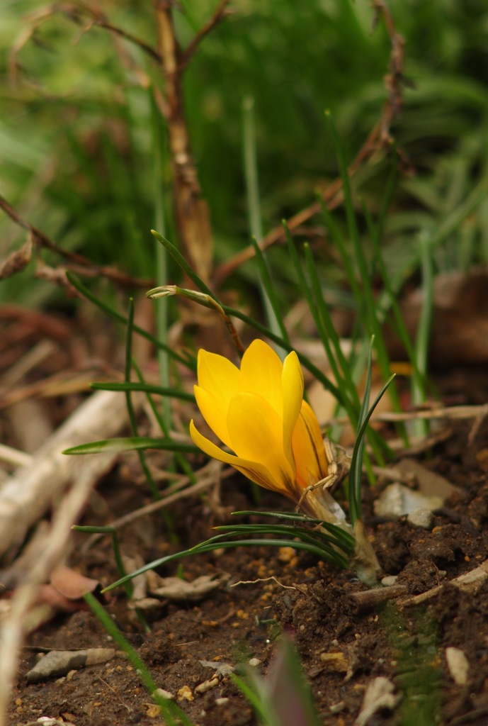 クロッカス_M200