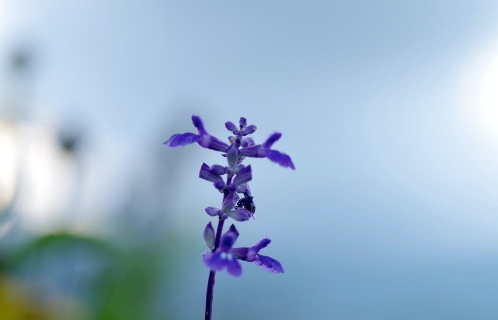 8_Blue salvia