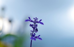 8_Blue salvia