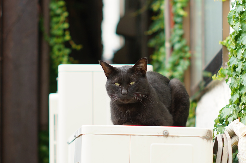 cat_90　貫禄ありますね〜