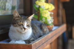 cat_27  物憂げな午後