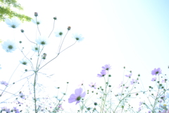 秋桜_N