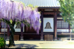 藤の咲く寺