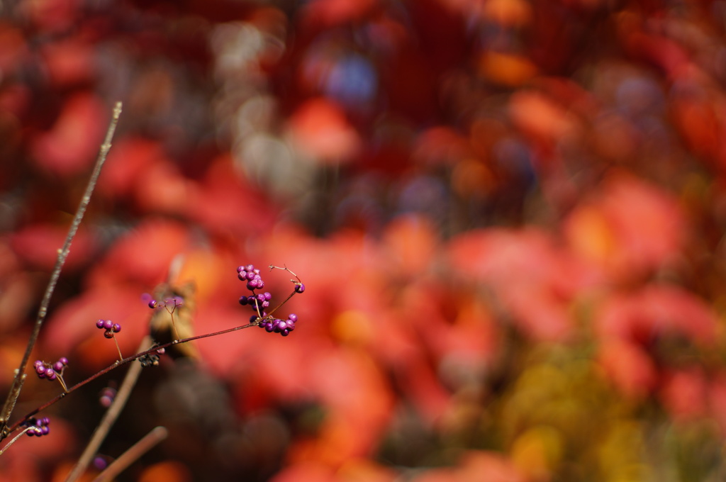 紅葉をバックに