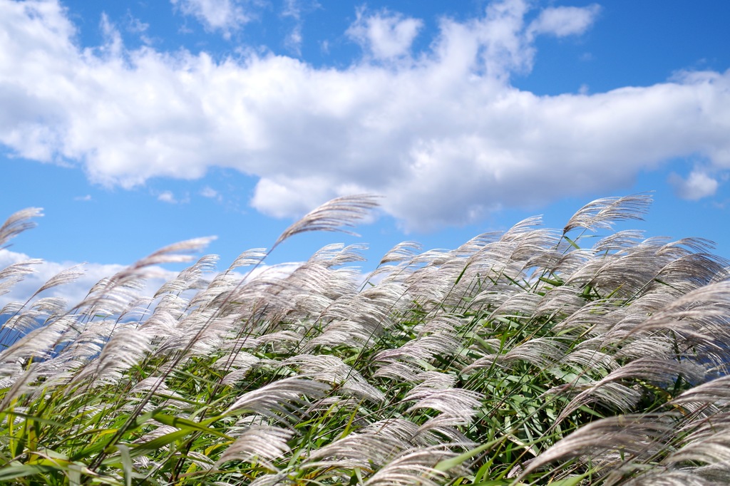 ススキ_1