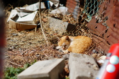 cat_213　君の安らげる場所はここなの?